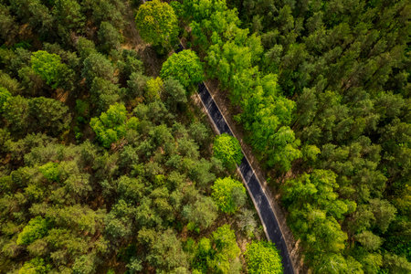 Top view of an asphalt road surrounded by dense forest trees and bright green foliageの写真素材