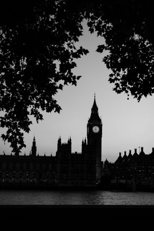 Black and white composition of Big Ben and Palace of Westminster partially covered by dark tree...