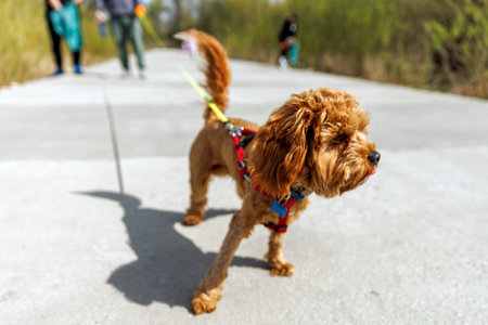 Small brown curly-haired dog walking on concrete path with red harness and leash.の写真素材