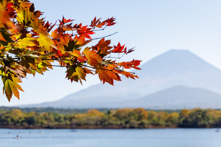 Red and orange autumn maple leaves hang in the foreground with Mount Fuji and a calm lake blurred behind them on a sunny day.の写真素材