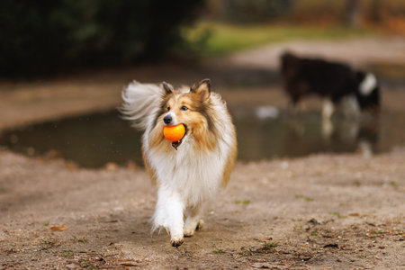 Fluffy dog runs along wet park path carrying orange ball with puddle behind.の写真素材