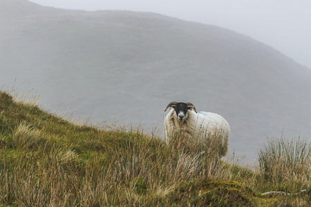 A single horned sheep with thick wool looking at the camera on a grassy slope during a foggy day in...