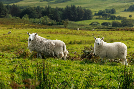 A close-up view of two domestic sheep with thick wool standing on a verdant hillside with a forest...