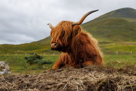 A ginger Highland cattle sits on the ground in a green pasture, framed by the rolling peaks of the...