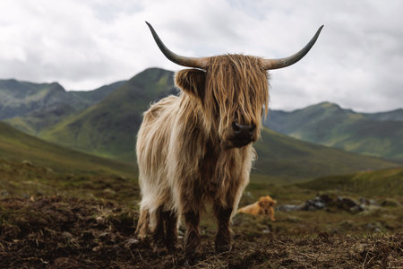 A Highland cow with large horns and long hair covering its eyes stands in a mountain valley under a...