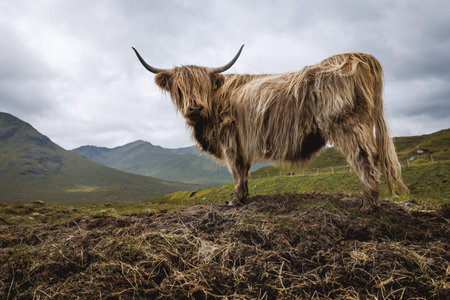 A brown Highland cow with long horns and shaggy fur stands on a mound of earth against a backdrop of...