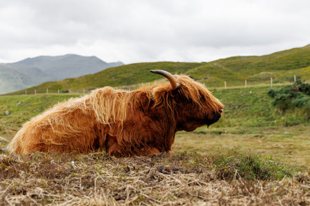 Side view of a long-haired cattle resting in a meadow with mountains in the background.