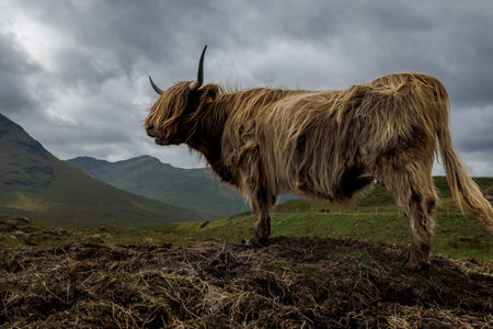 A side view of a majestic long-haired Highland cow standing on a dark ridge with dramatic clouds and...