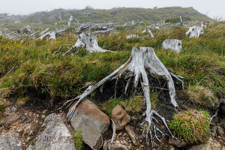 Ancient silver wood remains and roots are scattered across a grassy hillside during a misty day in the wild.の写真素材