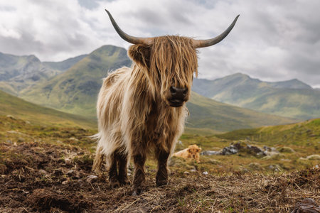 A close-up portrait of a ginger highland cattle with long horns and fur over its eyes in a scenic...