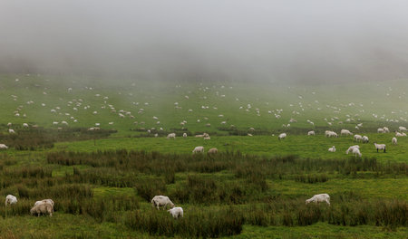 Numerous white sheep scattered across a lush green mountain slope covered in thick fog.の写真素材