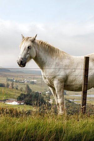 Side profile of a horse in a grassy pasture with a distant Highland village background.の写真素材