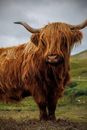 Close-up of a traditional Scottish cow with thick orange fur and long horns in pasture.