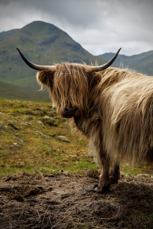 Long-haired bovine on a rocky slope looking back toward the camera in the Highlands.