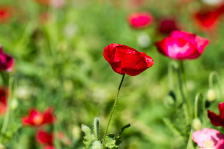 Field of Corn Poppy Flowers Papaver rhoeas in Springの写真素材