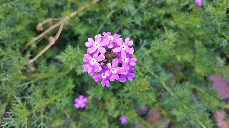 Close up purple flowerの素材