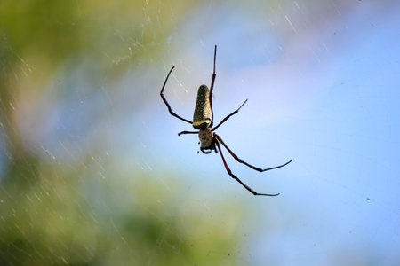 Spider on a spider web with a green backgroundの写真素材