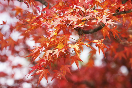 The maple in Japan の写真素材