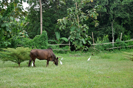 Thai buffalo in grass fieldの素材