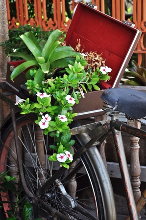 Gardening on bicycleの素材
