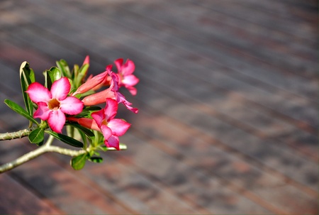 Pink orchid flowerの素材