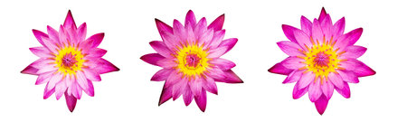 Pink lotus isolated white background.の写真素材