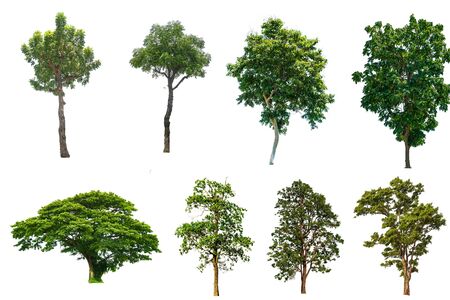 Set of tree isolated white background.の写真素材