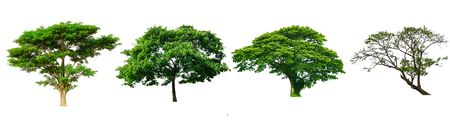 Collection of trees isolated white background.の写真素材