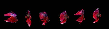 Collection of colorfull Fighting fish(Betta fish) on black background.の写真素材