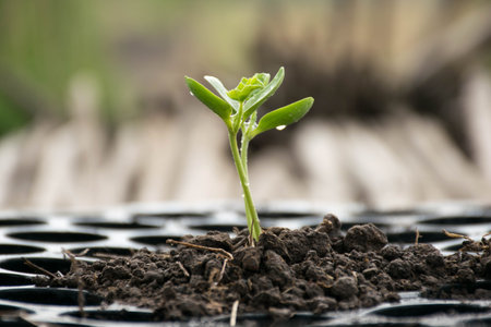 A seedling of cucumber with soil.