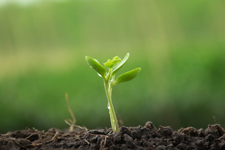 A seedling of cucumber with soil.の写真素材