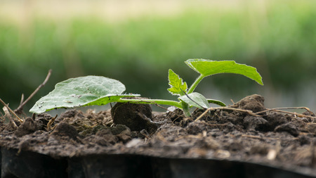 A seedling of cucumber with soil.の写真素材