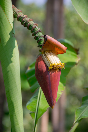 banana flowerの写真素材