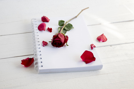 Book with a red rose flower on white tableの写真素材