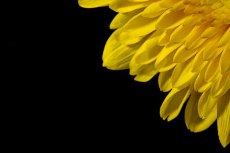 yellow chrysanthemum close up shotの写真素材