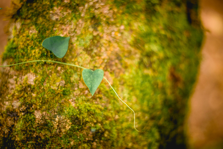 vintage grass blur background spring treeの写真素材