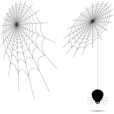 Vector spider web with spider on white background.のイラスト素材