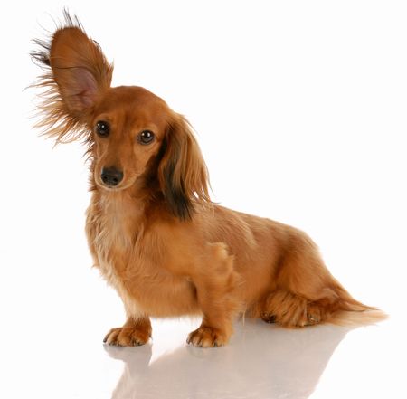Long Haired Miniature Dachshund With One Ear Standing Up Royalty