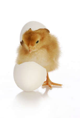 chick hatching - cute newborn chick coming out of the egg on white background chick hatching - cute newborn chick coming out of the egg on white background
