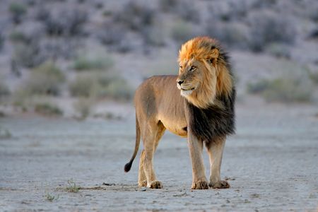 Big male African lion (Panthera leo), in late afternoon light, Kalahari desert, South Africa Big male African lion (Panthera leo), in late afternoon light, Kalahari desert, South Africa