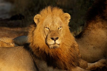 Portrait of a big male African lion (Panthera leo), South Africa Portrait of a big male African lion (Panthera leo), South Africa