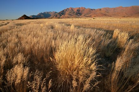 Grassland landscape at sunrise, Brandberg mountain, Namibia, southern Africa Grassland landscape at sunrise, Brandberg mountain, Namibia, southern Africa