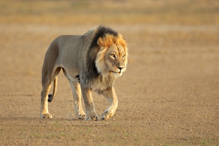Big male African lion walking - Panthera leo, Kalahari desert, South Africa Big male African lion walking - Panthera leo, Kalahari desert, South Africa