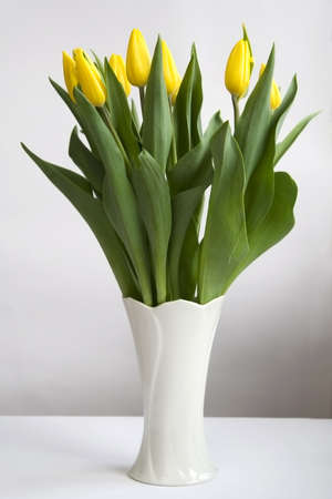 Bunch of yellow tulips in white vase Bunch of yellow tulips in white vase