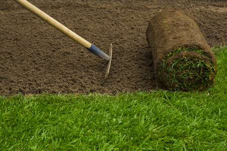 Gardener applying turf rolls in the backyard Gardener applying turf rolls in the backyard