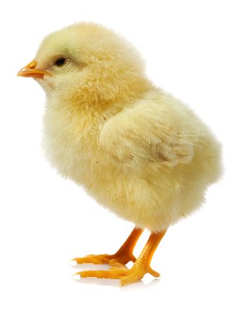Cute little baby chicken against white background Cute little baby chicken against white background