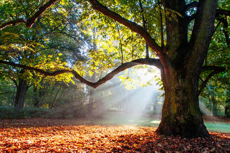 mighty oak tree mighty oak tree
