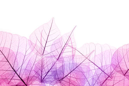 Pink and Purple Border of transparent Leaves - isolated on white background Pink and Purple Border of transparent Leaves - isolated on white background