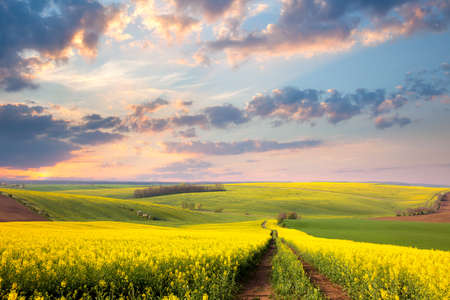 Yellow flowering fields, ground road and beautiful valley, nature spring landscape Yellow flowering fields, ground road and beautiful valley, nature spring landscape