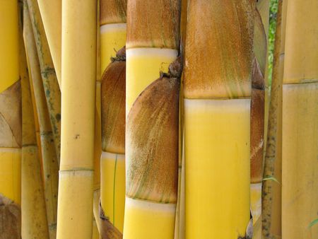Clump of bamboo stems from Thailand Clump of bamboo stems from Thailand